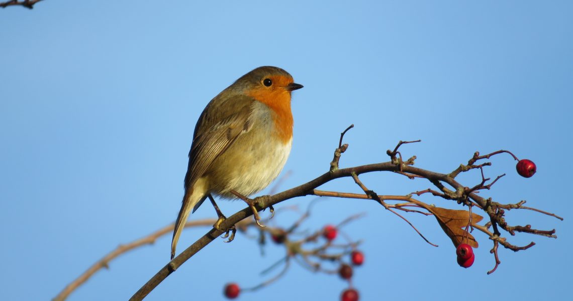Robin bird with blue sky