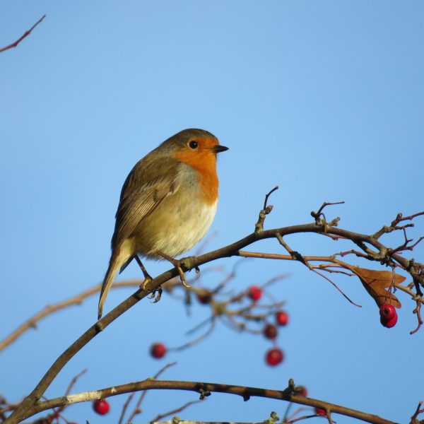 Robin bird with blue sky