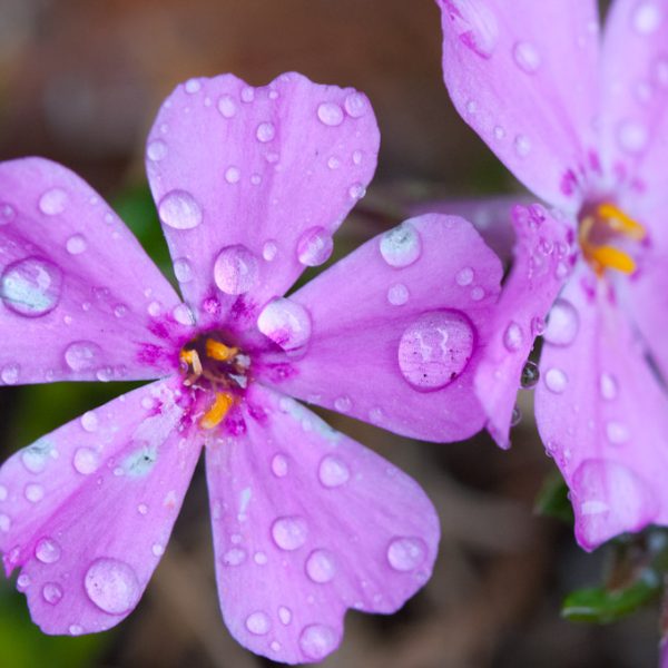 Pink flowers with rain drops on
