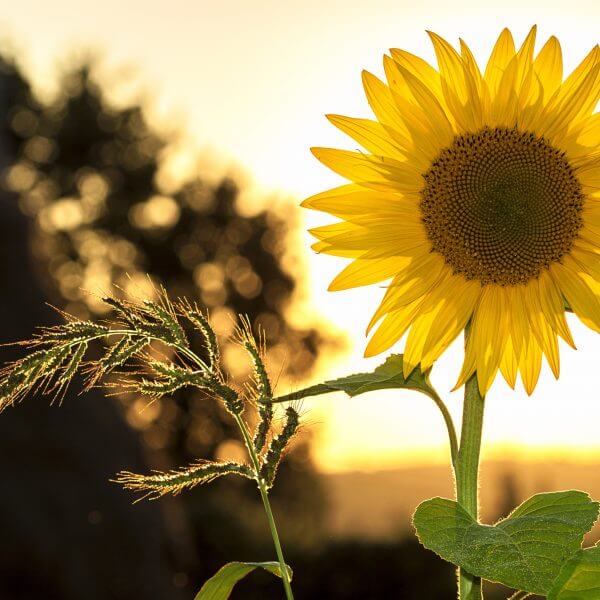 Sunflower