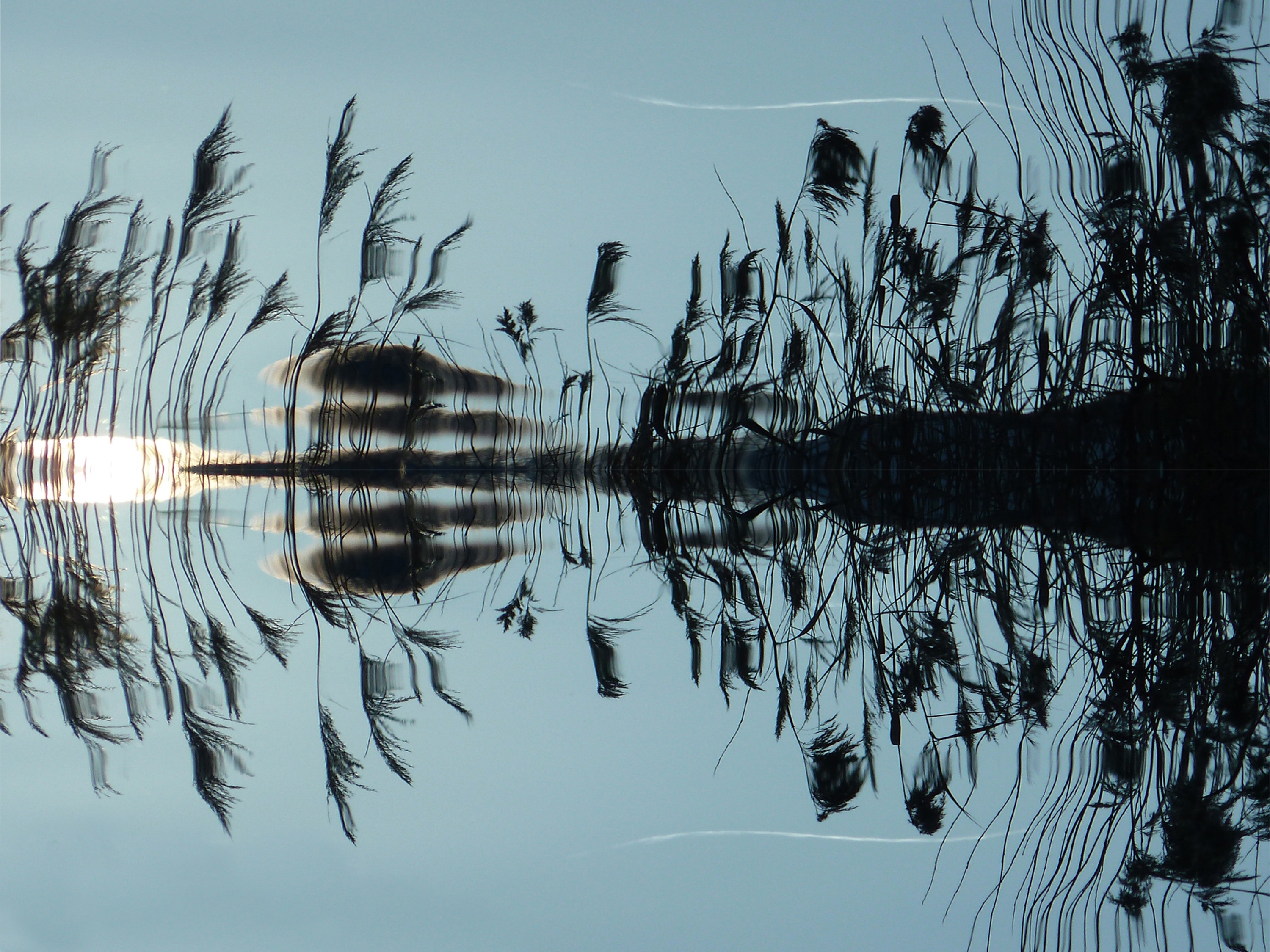Water reflecting aquatic plant