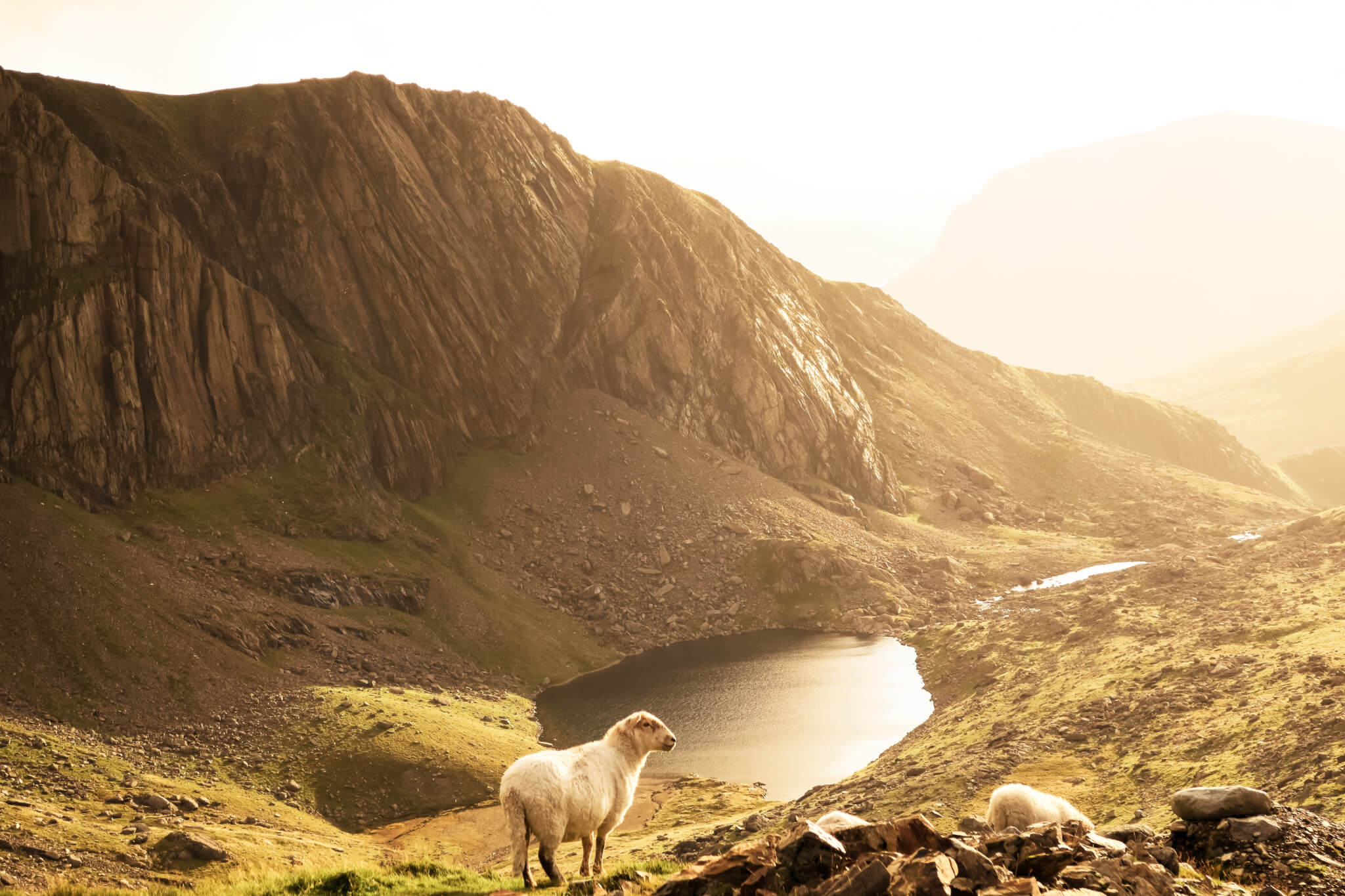 Landscape with a sheep