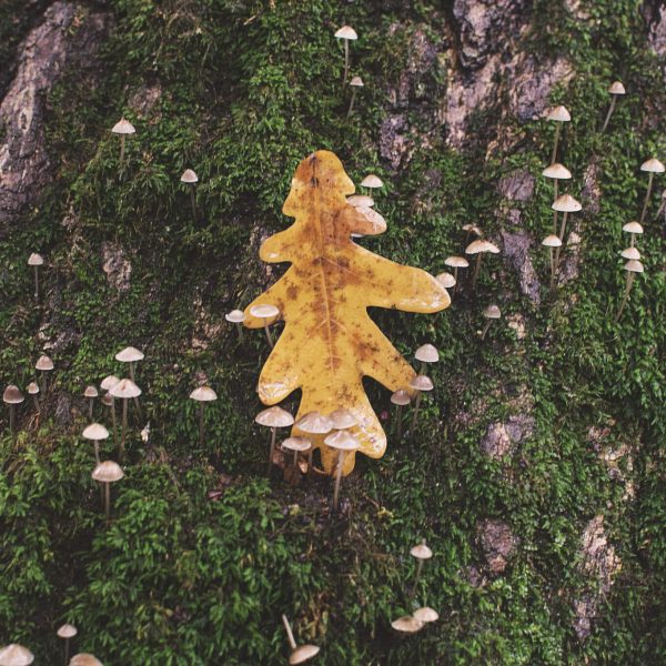 Oak leaf on tree trunk