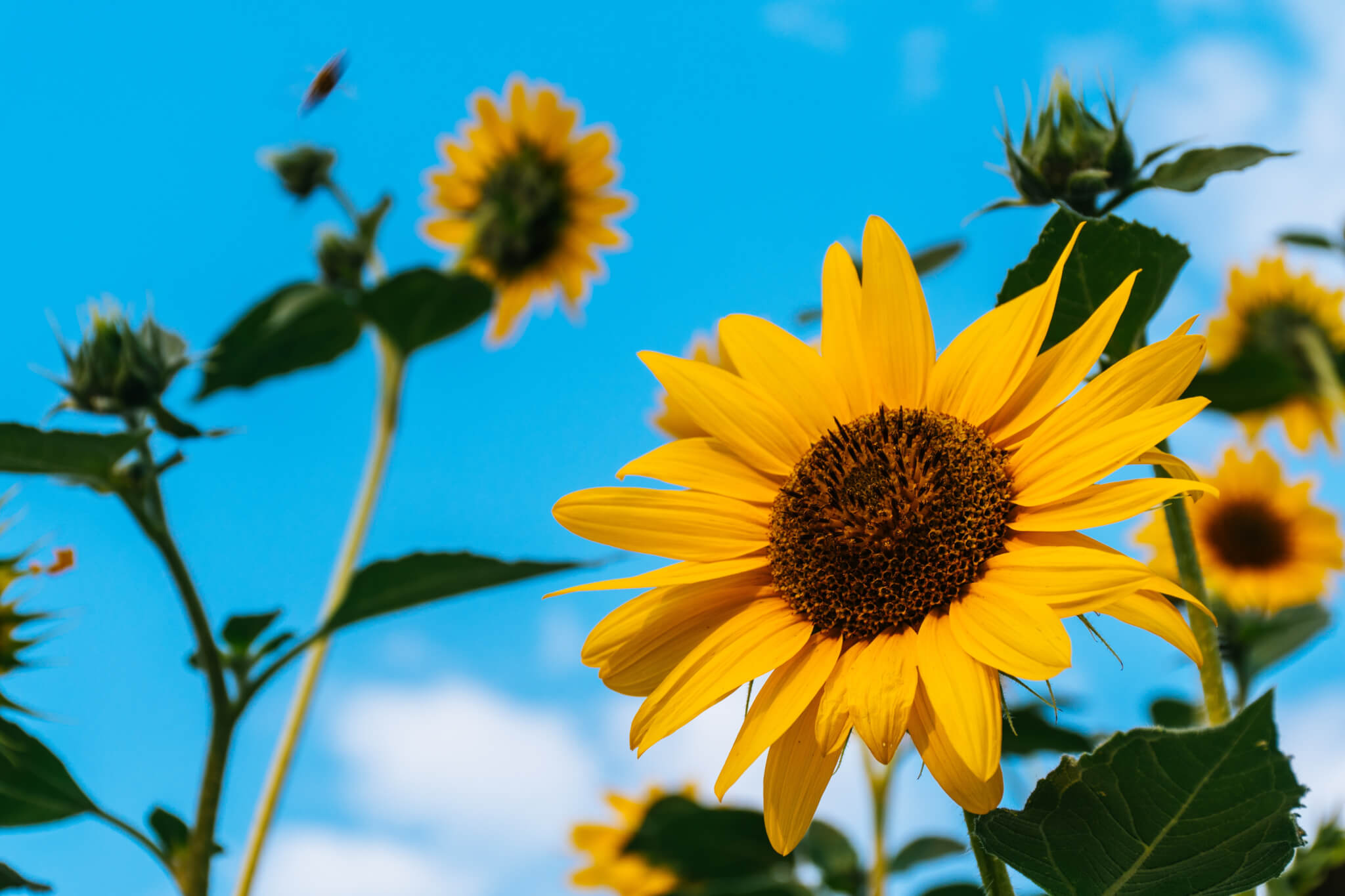 sunflower and blue sky