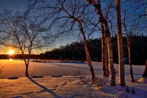 Tree and wintery scene