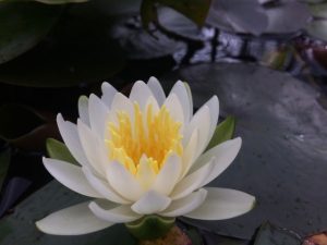 Picture of white lotus