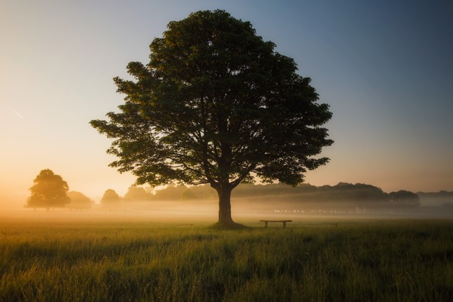 Picture of tree in field