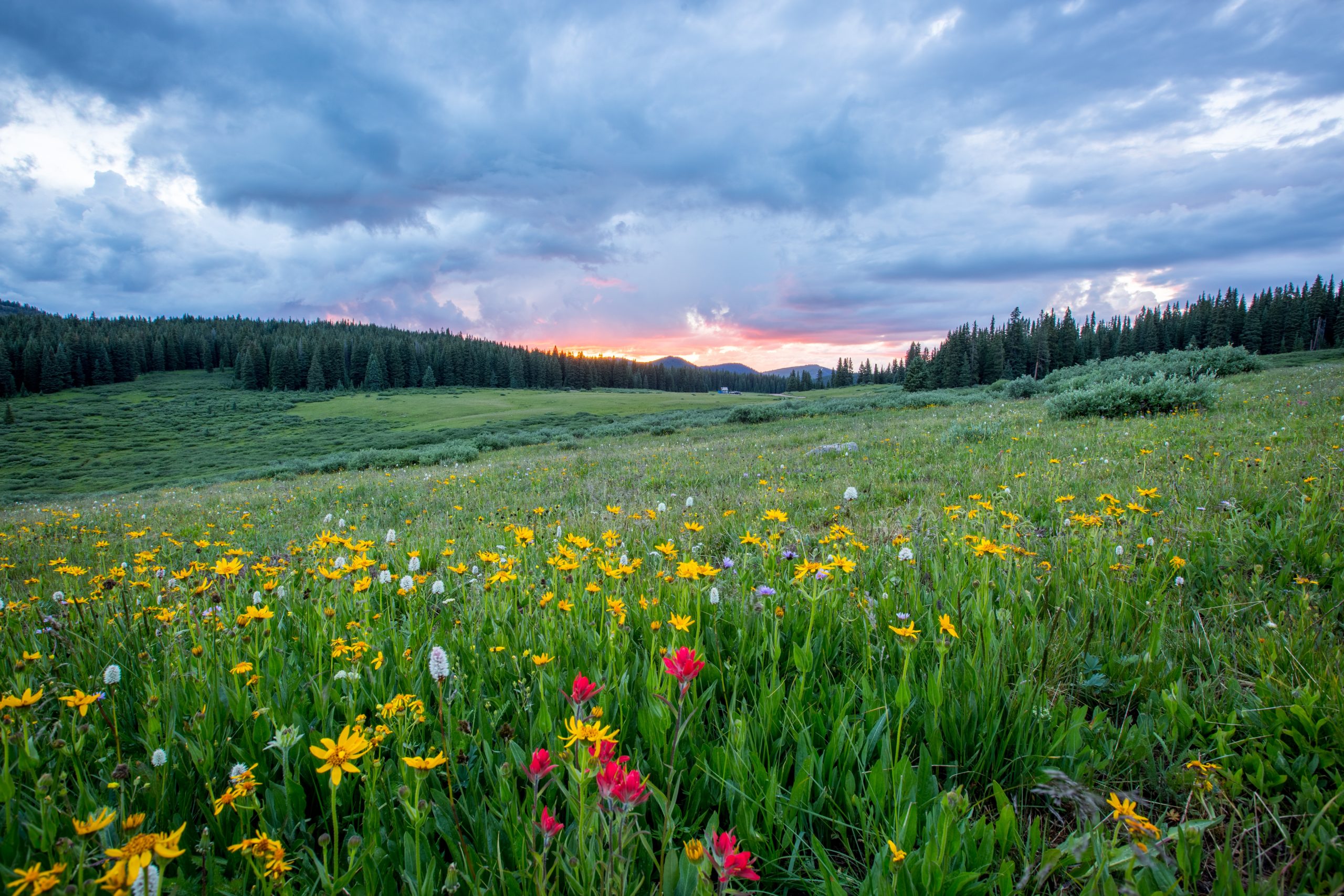 Flowers in field with pine trees and sunset in distance