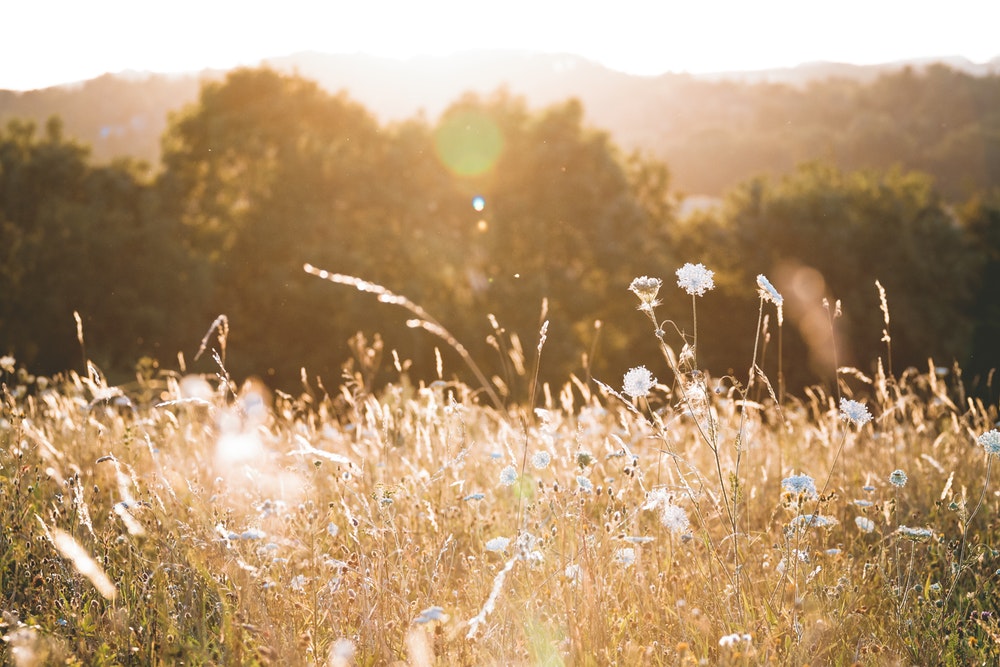 Picture of a meadow