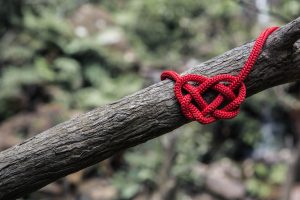red rope on tree branch
