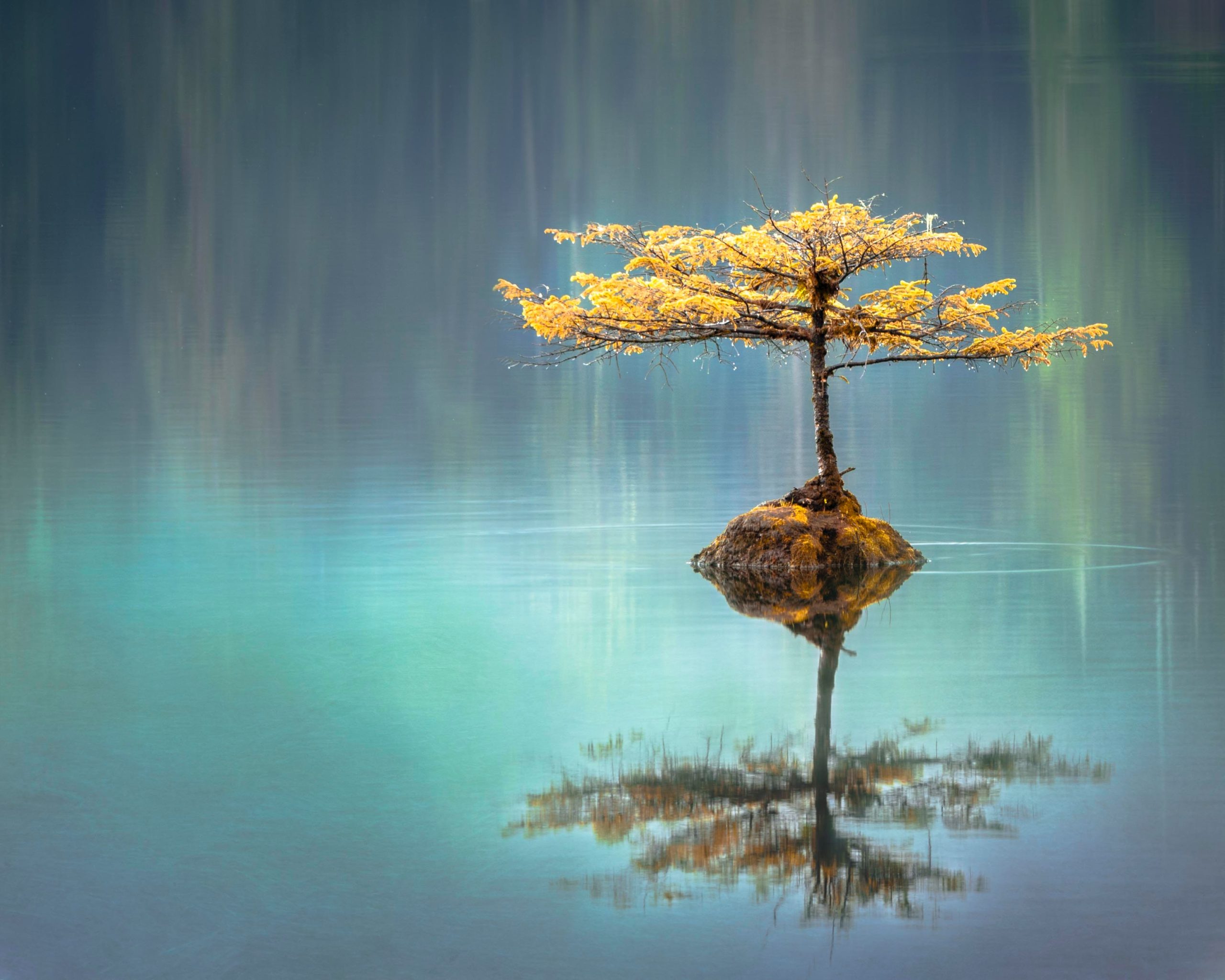 Small tree reflecting in the water