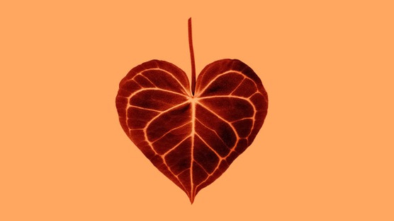 Red brown heart-shaped leaf on orange background