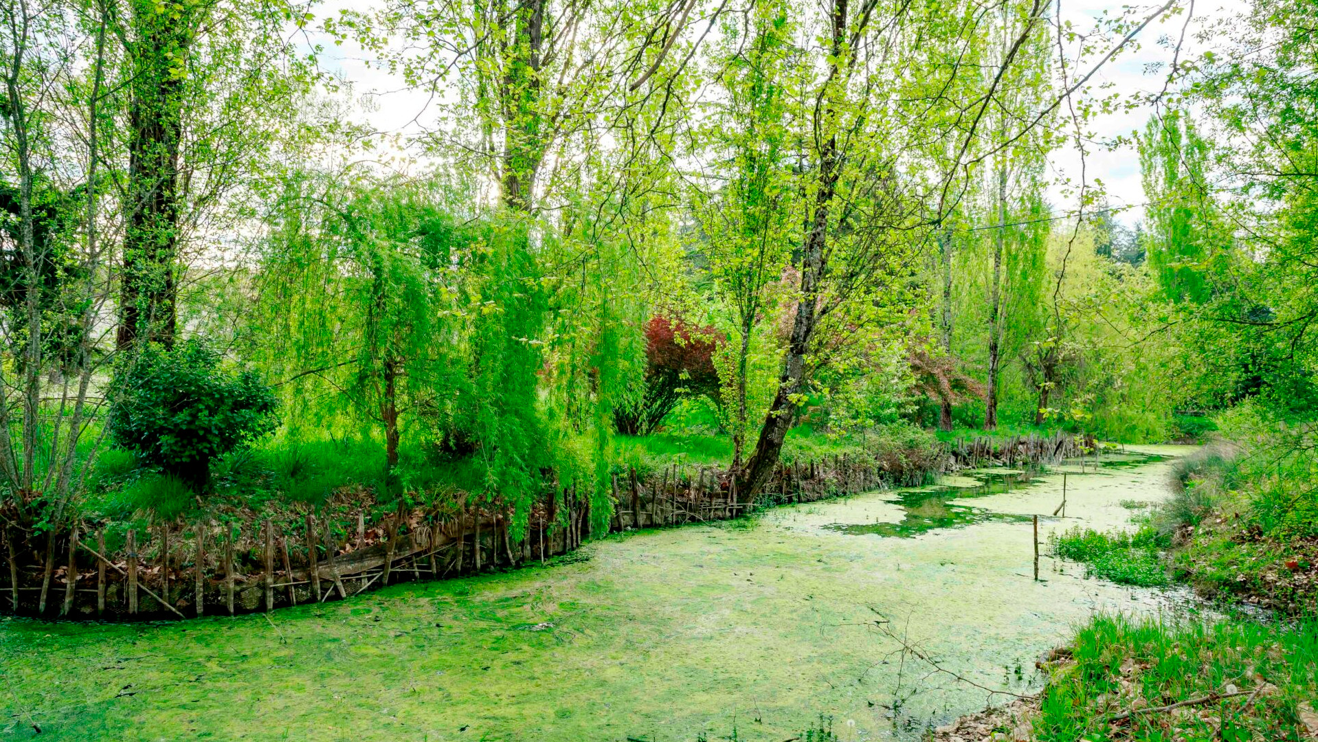 Pond and trees at Plum Village