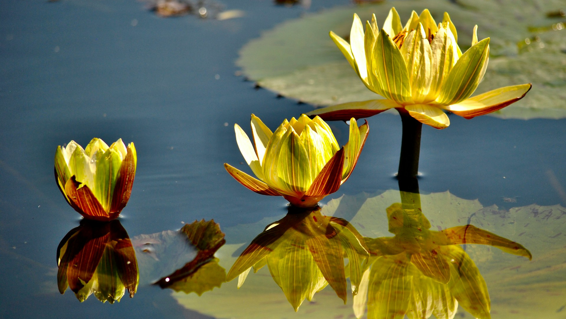 Water lilies