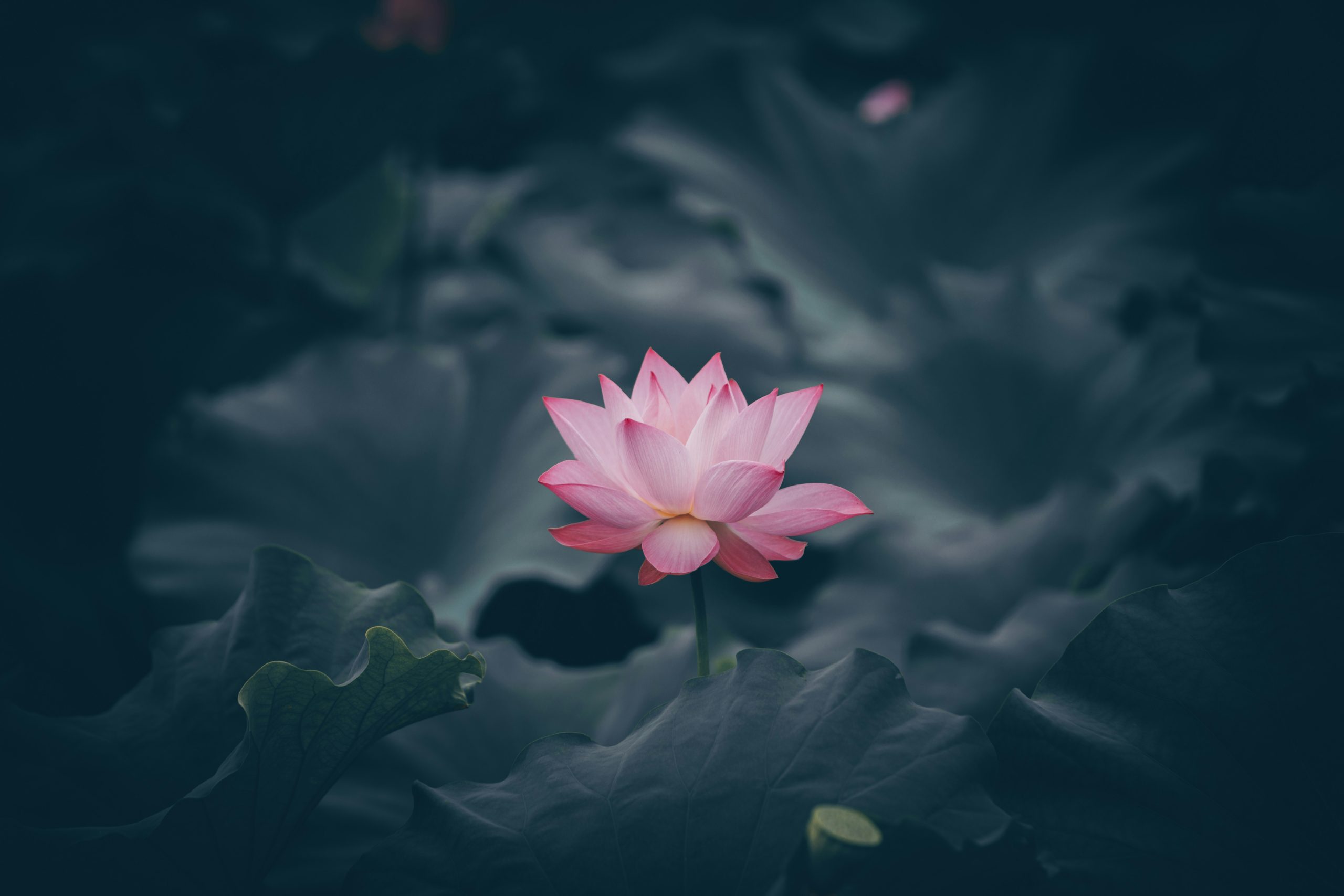 Lotus in a pond