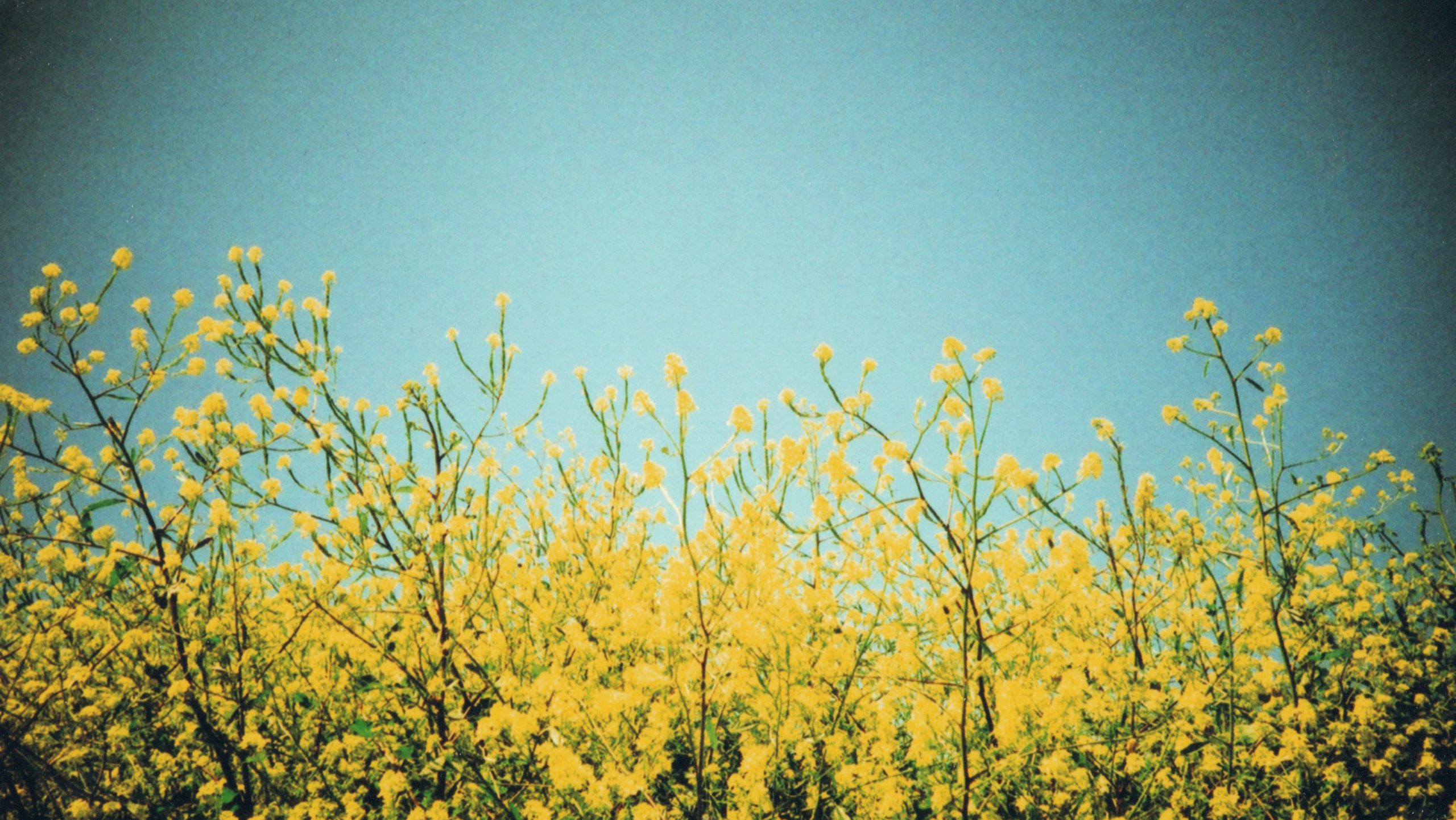 Yellow flower under blue sky during daytime