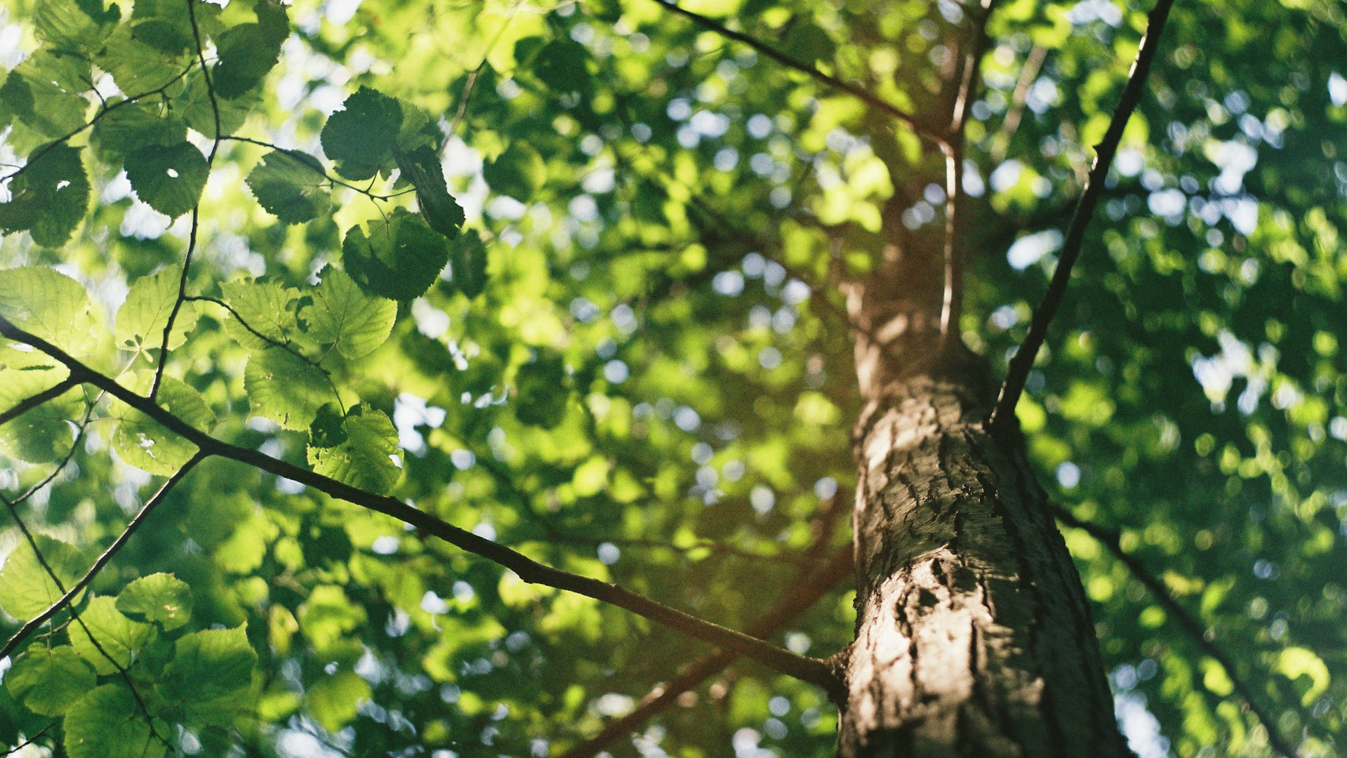Sunlight through trees
