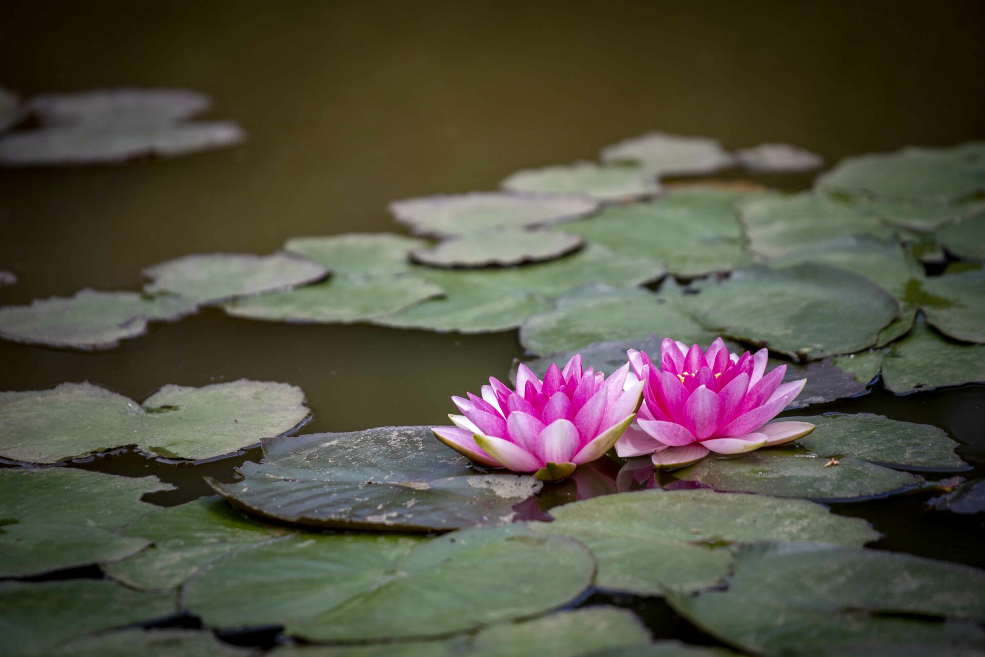 Lotuses in pond at Plum Village France