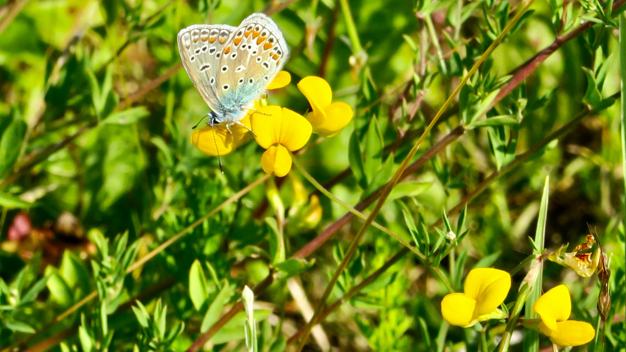 Butterfly and yellow buds
