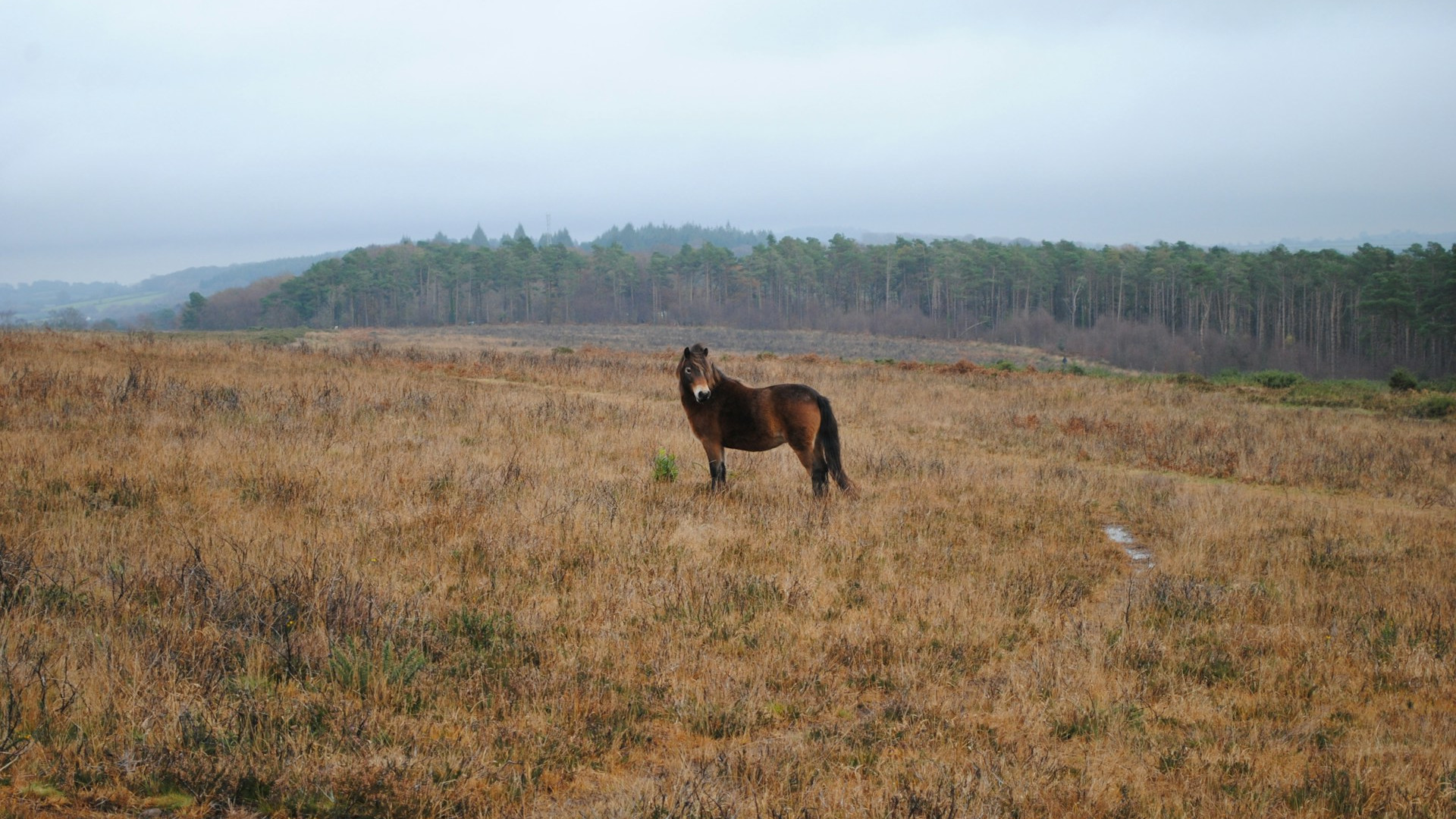 Wild pony on Exmoor