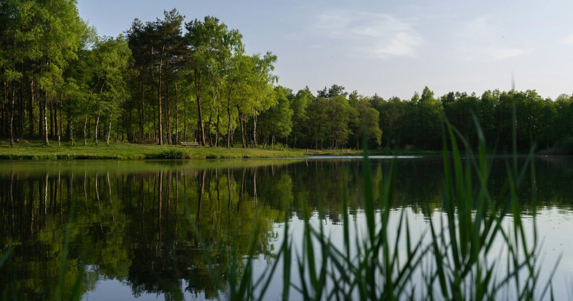 Trees reflecting in a still lake