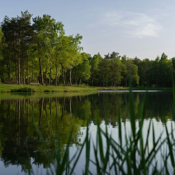 Trees reflecting in a still lake