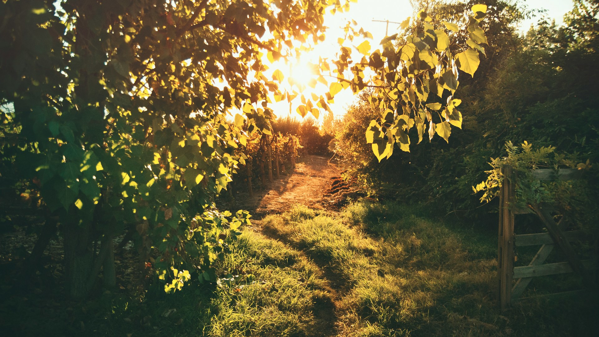 Foot path through leafy woodland with sun shining