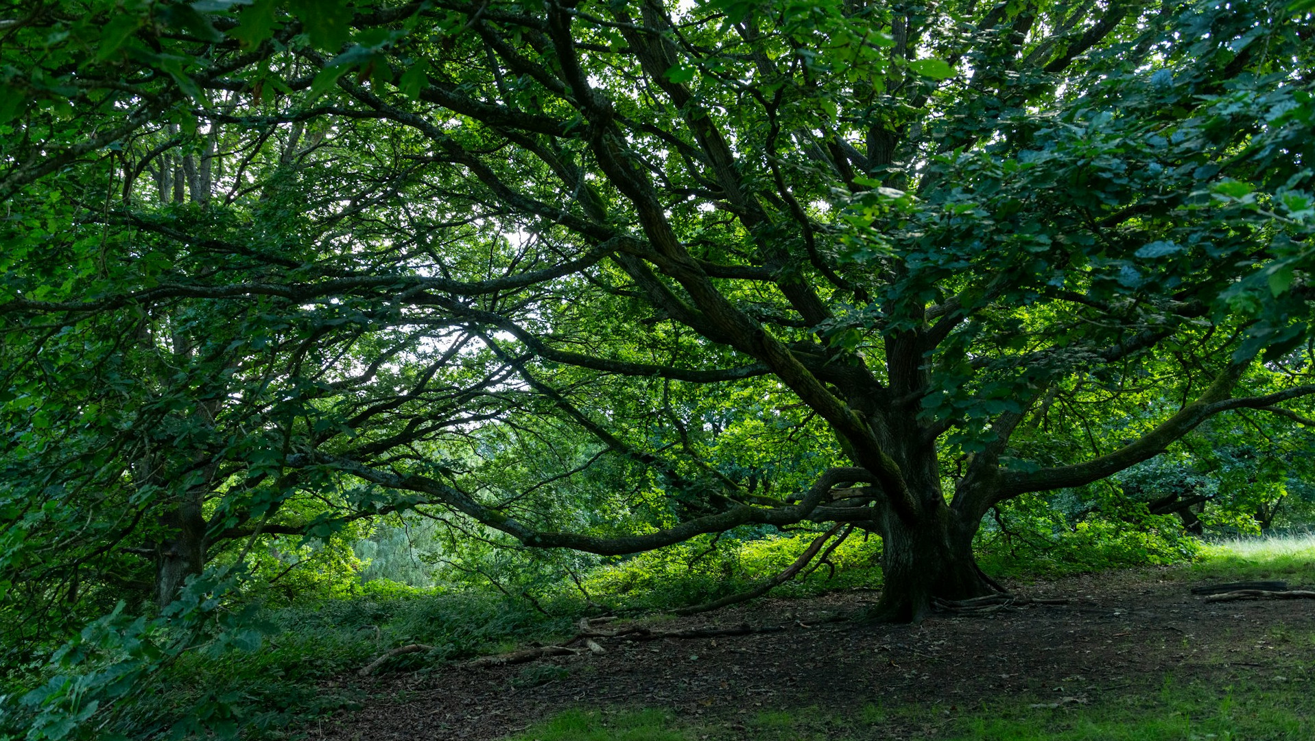 Hampstead Heath Tree